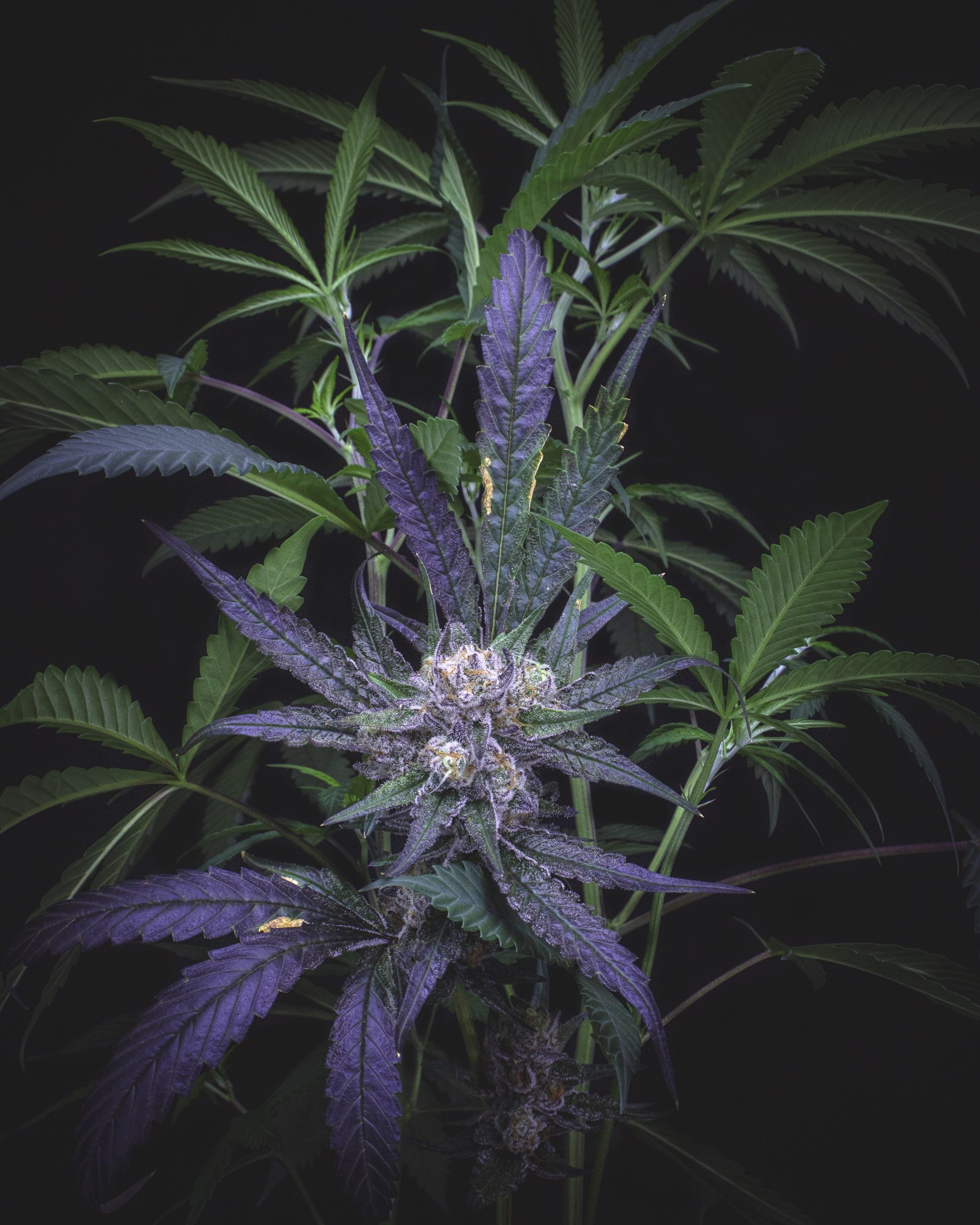Cannabis Plant 3C Farms